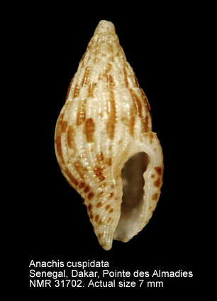 Anachis cuspidata.jpg - Anachis cuspidata(Marrat,1877)